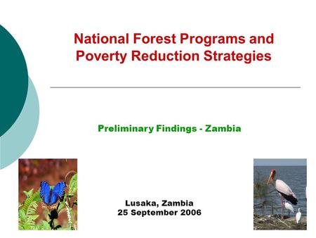 National Forest Programs and Poverty Reduction Strategies Lusaka, Zambia 25 September 2006 Preliminary Findings - Zambia.