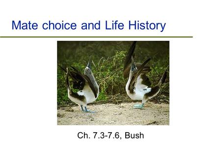 Mate choice and Life History Ch. 7.3-7.6, Bush. Outline  Mating systems and Mate choice  Territoriality  Sociality and altruism  Life History and.