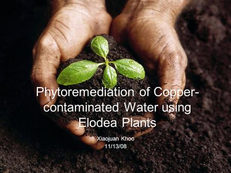 Phytoremediation of Copper- contaminated Water using Elodea Plants Xiaojuan Khoo 11/13/08.