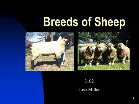 1 Breeds of Sheep 3102 Josh Miller. 2 Main breeds The main sheep breeds are:  Border Leicester  Cheviot  Corriedale  Dorset  Merino  Suffolk.