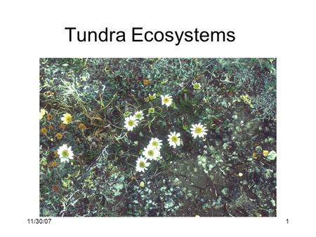 11/30/071 Tundra Ecosystems. 11/30/072 Tundra distribution & origin High latitude (Arctic) and elevation (alpine) Evolved over the last 1.5 million years,