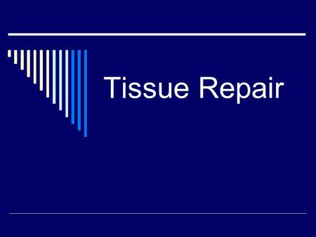 Tissue Repair. Two Types of Repair  Reconstruction with same type cells skin, liver cells  Replacement with simpler cells (scar) connective tissue,