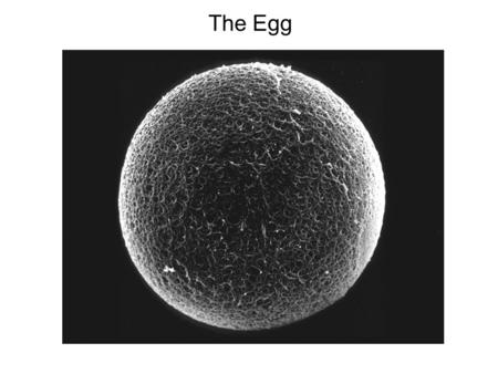 The Egg. Egg Microvilli Zona Pellucida Zp Zona Pellucida Glycoproteins.