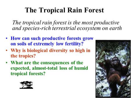 The Tropical Rain Forest How can such productive forests grow on soils of extremely low fertility? Why is biological diversity so high in the tropics?