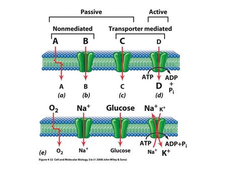 The Na+-K+ ATPase Pump Cardiac glycosides: plant and animal steroids Ouabain! Digitalis!: increased Na+ conc inside heart leads to stimulation of.