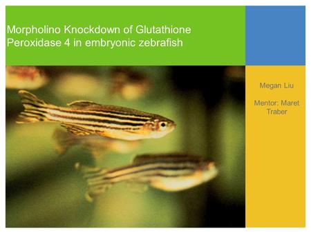Morpholino Knockdown of Glutathione Peroxidase 4 in embryonic zebrafish Megan Liu Mentor: Maret Traber Text.