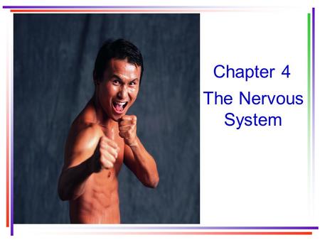 Chapter 4 The Nervous System. Organization of the nervous system Anatomical organization: –Central nervous system –Peripheral nervous system Functional.