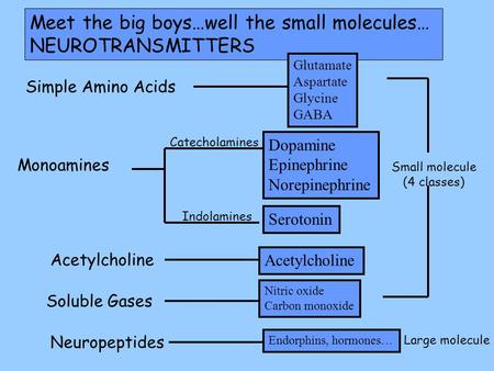 Meet the big boys…well the small molecules… NEUROTRANSMITTERS Simple Amino Acids Glutamate Aspartate Glycine GABA Monoamines Acetylcholine Dopamine Epinephrine.