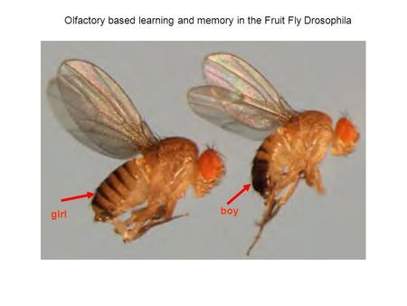 Olfactory based learning and memory in the Fruit Fly Drosophila girl boy.