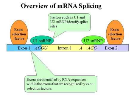 Exon selection factor Exon selection factor U2 snRNPU1 snRNP Intron 1 Overview of mRNA Splicing Exon 1 AGGU Exon 2 A AGG Factors such as U1 and U2 snRNP.