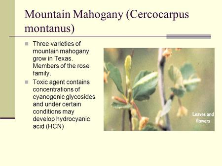 Mountain Mahogany (Cercocarpus montanus) Three varieties of mountain mahogany grow in Texas. Members of the rose family. Toxic agent contains concentrations.