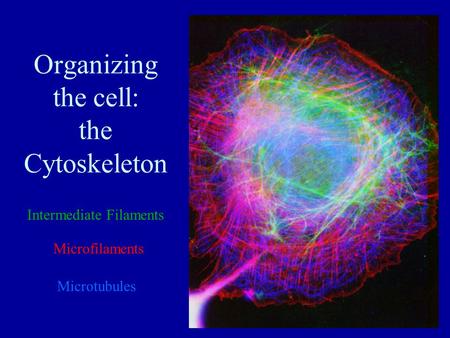 Organizing the cell: the Cytoskeleton Microtubules Microfilaments Intermediate Filaments.
