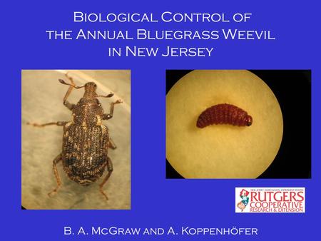 Biological Control of the Annual Bluegrass Weevil in New Jersey B. A. McGraw and A. Koppenhöfer.