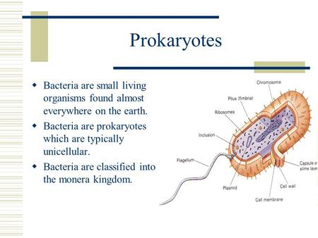 Prokaryotes Bacteria are small living organisms found almost everywhere on the earth. Bacteria are prokaryotes which are typically unicellular. Bacteria.