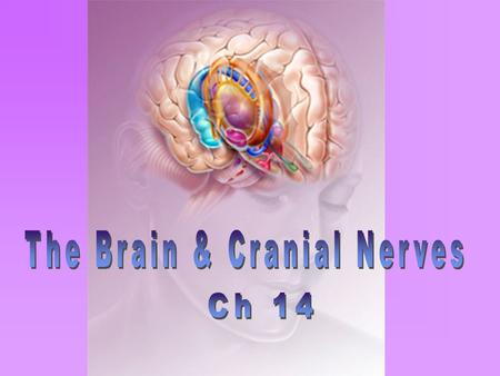 The Brain & Cranial Nerves