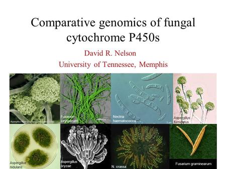 Comparative genomics of fungal cytochrome P450s David R. Nelson University of Tennessee, Memphis Nectria haematococca Aspergillus fumigatus Aspergillus.