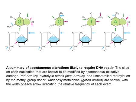 A summary of spontaneous alterations likely to require DNA repair. The sites on each nucleotide that are known to be modified by spontaneous oxidative.