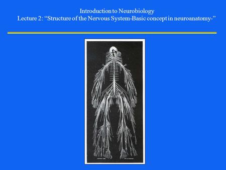 Introduction to Neurobiology Lecture 2: “Structure of the Nervous System-Basic concept in neuroanatomy-”