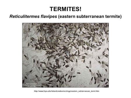 TERMITES! Reticulitermes flavipes (eastern subterranean termite)