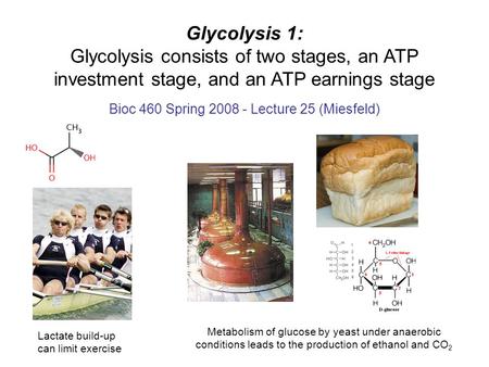 Glycolysis 1: Glycolysis consists of two stages, an ATP investment stage, and an ATP earnings stage Bioc 460 Spring 2008 - Lecture 25 (Miesfeld) Lactate.