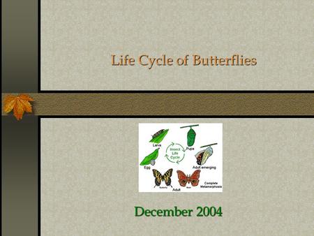 Life Cycle of Butterflies December 2004 Butterfly  Stage 1 – The Egg  Stage 2 – The Caterpillar 2 nd -3 rd Week  Stage 3 – The Chrysalis 4 th -7 th.