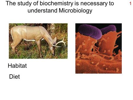 1 The study of biochemistry is necessary to understand Microbiology Habitat Diet.