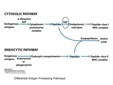 Differential Antigen Processing Pathways. TAP: Transporter associated with Antigen Processing heterodimer.