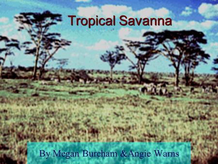Tropical Savanna By Megan Burcham &Angie Warns What is a biome? Region of plants and animals divisions that organize the natural world Examples: Tundra,