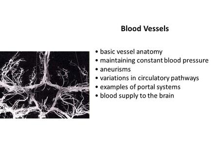 Blood Vessels basic vessel anatomy maintaining constant blood pressure