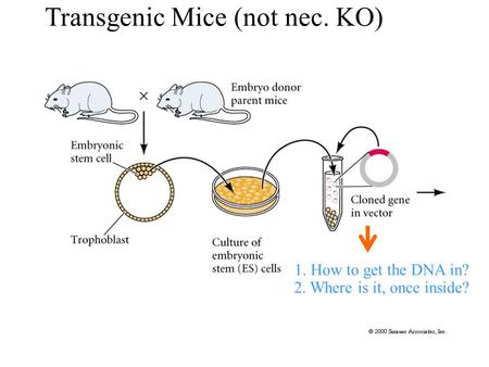 Transgenic Mice (not nec. KO) 1. How to get the DNA in? 2. Where is it, once inside?