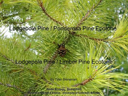 Lodgepole Pine / Ponderosa Pine Ecotone By Tyler Bieneman Lodgepole Pine / Limber Pine Ecotone VS. Winter Ecology – Spring 2005 Mountain Research Station.