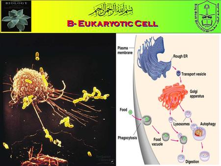 B- Eukaryotic Cell.
