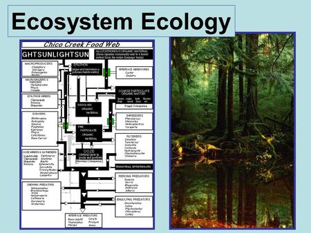 Ecosystem Ecology. “organisms in the ecosystem regulating the capture and expenditure of energy, and the cycling of chemicals.” Ecosystem Ecology is.