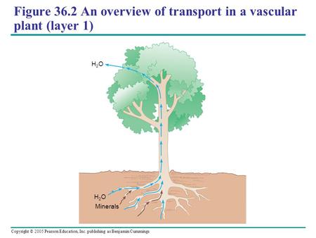 Copyright © 2005 Pearson Education, Inc. publishing as Benjamin Cummings Figure 36.2 An overview of transport in a vascular plant (layer 1) Minerals H2OH2O.