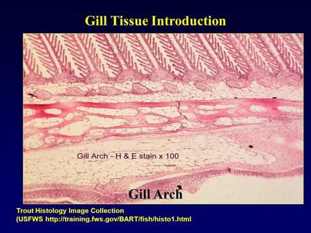 Gill Arch Gill Tissue Introduction Trout Histology Image Collection (USFWS