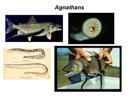Agnathans. Family overview: Lampreys may not look like fish, but they are. Their round, sucking mouth, lack of pectoral and pelvic fins, and eel-like.