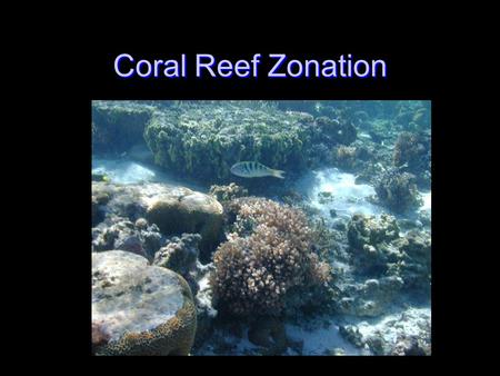 Coral Reef Zonation. Disclaimer The terms used to identify different reef zones are not based upon a uniform agreement among reef scientists. There are.