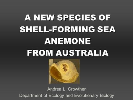 A NEW SPECIES OF SHELL-FORMING SEA ANEMONE FROM AUSTRALIA Andrea L. Crowther Department of Ecology and Evolutionary Biology.