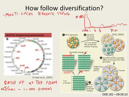 How follow diversification? MLST for Streptococcus pneumoniae (Fraser et al., 2007) (Feil, 2003) OEB 192 – 09.09.23.