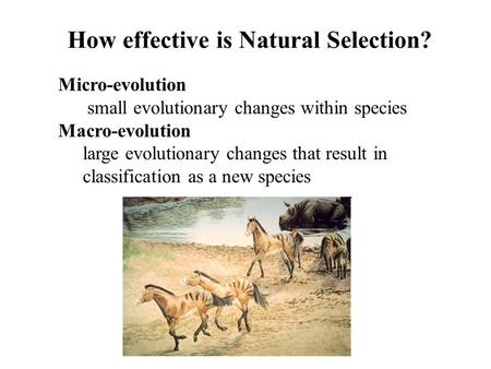 How effective is Natural Selection? Micro-evolution small evolutionary changes within species Macro-evolution large evolutionary changes that result in.