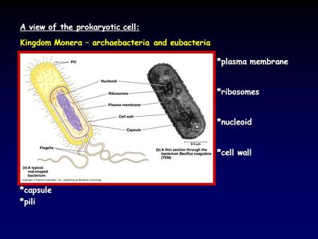 A view of the prokaryotic cell: