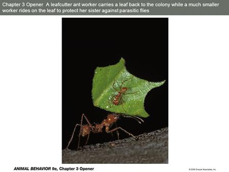 Chapter 3 Opener A leafcutter ant worker carries a leaf back to the colony while a much smaller worker rides on the leaf to protect her sister against.