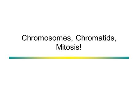 Chromosomes, Chromatids, Mitosis!. Genomes, Chromosomes, DNA, Genes Eukaryotic genomes are made up of multiple chromosomes. Each chromosome contains one.