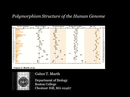 Polymorphism Structure of the Human Genome Gabor T. Marth Department of Biology Boston College Chestnut Hill, MA 02467.