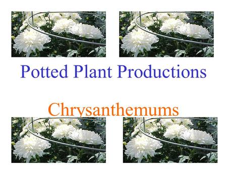 Potted Plant Productions Chrysanthemums. Introduction Dendranthema grandiflora or Chrysanthemum morifolium Native to China and Japan #2 potted flowering.