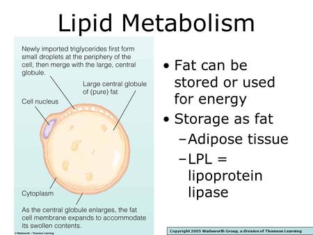 Lipid Metabolism Fat can be stored or used for energy Storage as fat –Adipose tissue –LPL = lipoprotein lipase Copyright 2005 Wadsworth Group, a division.