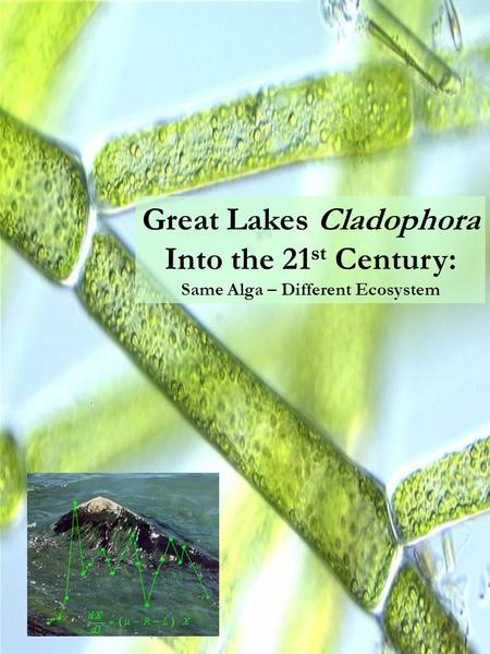 Great Lakes Cladophora Into the 21 st Century: Same Alga – Different Ecosystem.