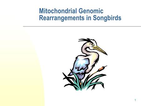1 Mitochondrial Genomic Rearrangements in Songbirds.