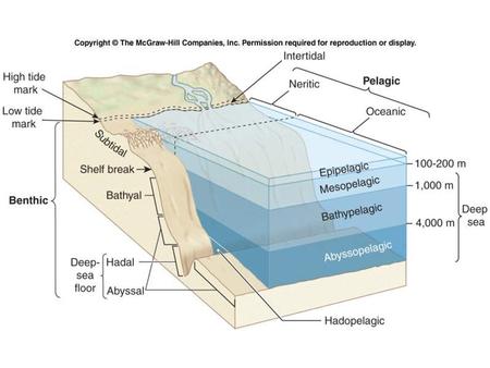 Figure 10.22. Subtidal Zone The part of the continental shelf that is always covered by water –from the low tide mark to the shelf break (150m or 490.
