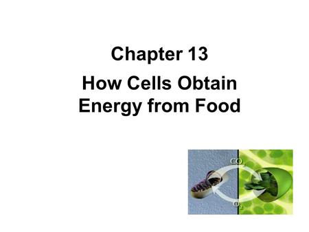 Chapter 13 How Cells Obtain Energy from Food. From Chapter 3 (Energy) Sun is source of all energy Through photosynthesis/dark reactions, plants convert.